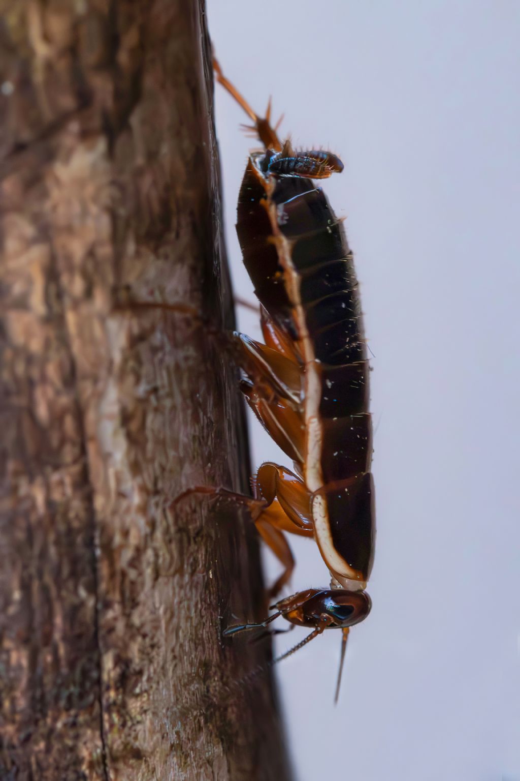 Blattellidae - Loboptera decipiens ?